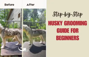 Dos and Don’ts of Husky Dog Grooming